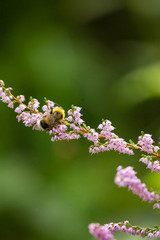 Bumblebee on a Flower