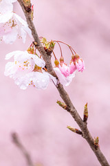 神奈川県 足柄 一ノ堰ハラネ春めき桜