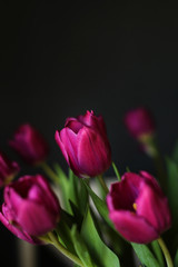 beautiful Purple Tulip flowers on Black Background. Greeting card with a copy space for your text. selective focus