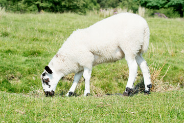 The grazing cut little sheep on the meadow looking at camera