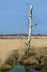 Bogland in Germany - Oppenweher Moor (Diepholzer Moorniederung)