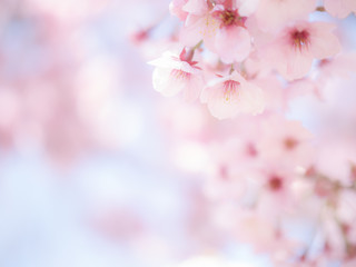 満開の桜の花　日本の春