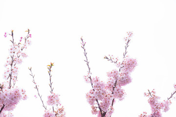 神奈川県 足柄 一ノ堰ハラネ春めき桜