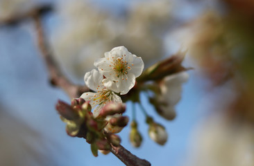 Detail on Prunus avium with blue sky. Unrecognizable petals awakening from long sleep across winter. Pistil release pollen and entice honey bee or bumblebee. Concept of beginning grow fruit trees