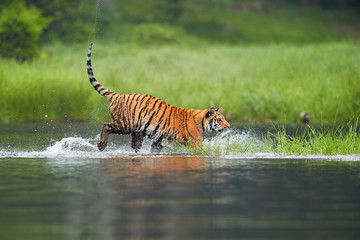 Naklejka na ściany i meble Siberian tiger, Panthera tigris altaica, crossing deep forest lake. Side, low view from water surface. Tiger in typical taiga environment.