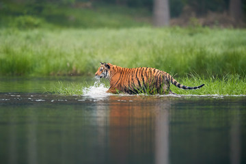 Siberian tiger, Panthera tigris altaica, crossing deep forest lake. Side, low view from water surface. Tiger in typical taiga environment.