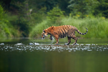 Siberian tiger, Panthera tigris altaica, crossing deep forest lake. Side, low view from water...