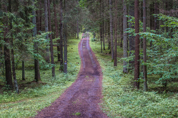 Path to Suchar Wielki Lake in Wigry National Park near Slupie and Gawrych Ruda villages, Poland