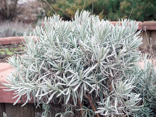 lavender with silver leaves in the garden in winter without flowers