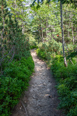 Fototapeta na wymiar A tourist path among low-growth mountain pine foreset