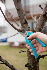 Hands with secateurs pruning trees in spring