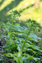 早春の山野草「フキノトウ」