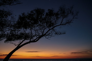 Fototapeta na wymiar Beautiful silhouette of a tree at sunset on the beach during sunset time