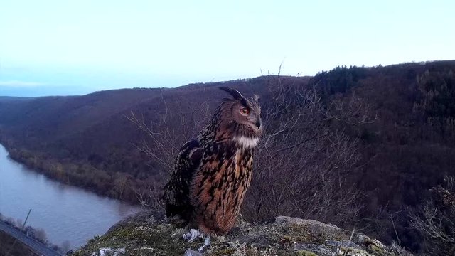 Uhu (Bubo bubo) &uuml;ber dem Moseltal ruft und fliegt ab