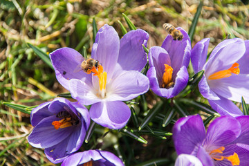 Heute ist Frühlingsanfang, Impressionen dieser herrlichen Jahreszeit