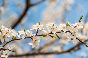 Heute ist Frühlingsanfang, Impressionen dieser herrlichen Jahreszeit