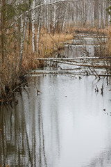 small dammed meandering forest river in autumn