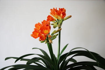 Pianta di clivia fiorita, isolata su fondo bianco, particolari