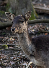 Deer in forest park watching me