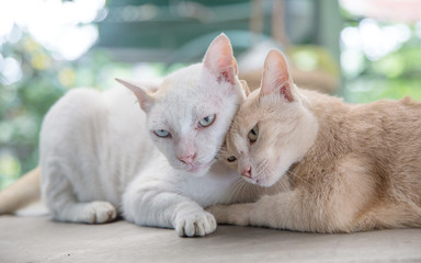 love moment of kitty cat.