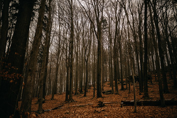 Fototapeta premium forest in autumn