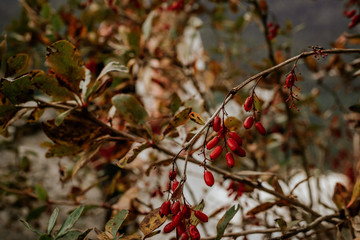 red autumn leaves