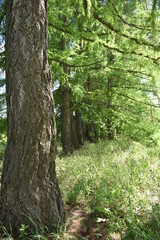 tree in forest   Pine
