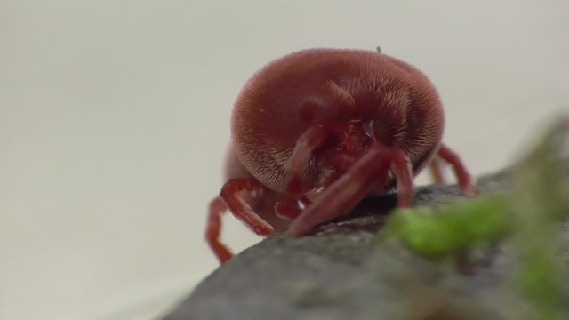 Trombidium holosericum. Rote Samtmilbe