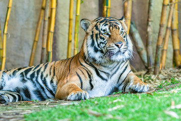 Tiger Animal Close Up Wildlife Portrait