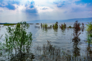 Fototapeta premium High water level in the Sea of Galilee