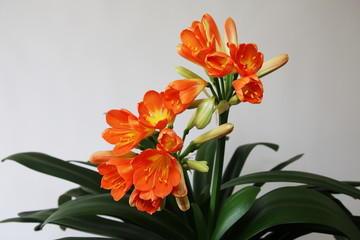 Pianta di clivia fiorita, isolata su fondo bianco, particolari