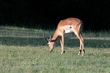 Impala grazing in the Masai Mara grass lands