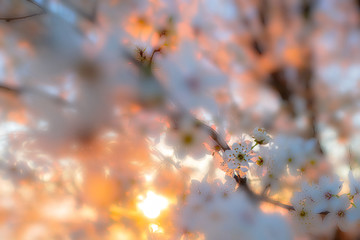 Cherry tree blossoms in sunset light