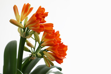 Pianta di clivia fiorita, isolata su fondo bianco, particolari