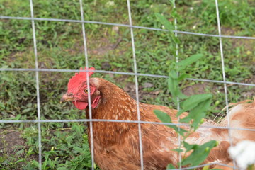 red hen and chickens