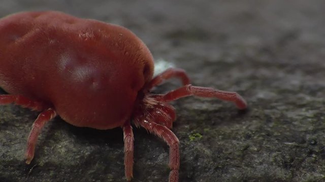 Trombidium holosericum. Rote Samtmilbe