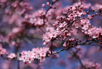 Beautiful spring flowers in blossom