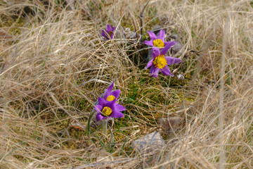 Frühlingsblumen im Gras: Küchenschelle / Kuhschelle (lat.: Pulsatilla)