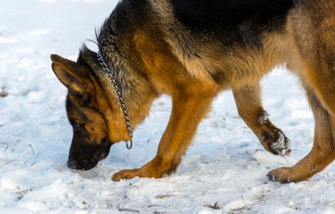 Dog german shepherd in a park in a winter day