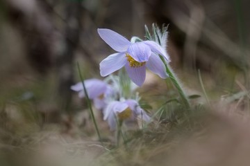 lumbago the first spring flowers in the forest