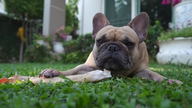 Dog lying on grass with rawhide at garden.