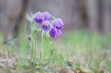 lumbago the first spring flowers in the forest