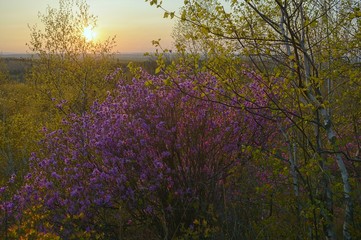 Romantic sunset in the spring taiga forest. Rhododendron dauricum blossom. Khabarovsk Krai, far East, Russia.