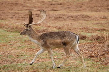 Naklejka na ściany i meble deer roaming around a country park in eland