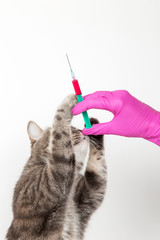 Cat at the reception of the vetinar, vaccinate, hands in medical gloves hold syringe with medication. The concept of pet treatment, vaccination.