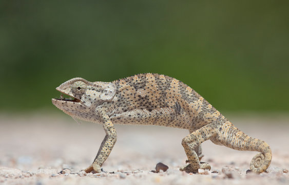 Chameleon_.9004