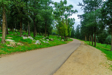 Fototapeta na wymiar Tzippori Forest scenic route