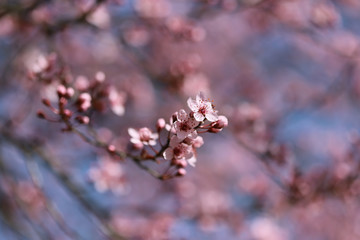 Beautiful spring flowers in blossom