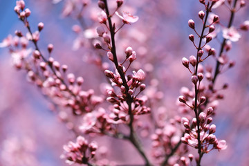 Beautiful spring flowers in blossom