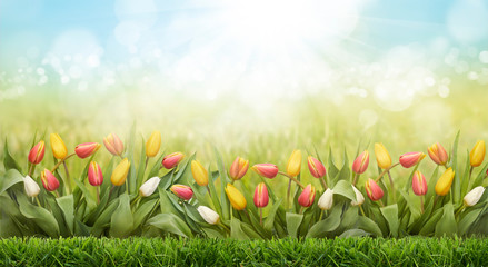 A background image of a tulip field and green grass lawn on a sunny blue sky Easter spring day.